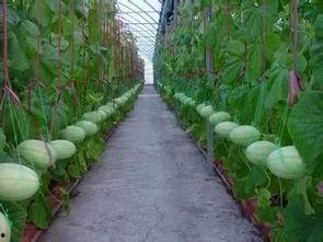 吃瓜单人收益,揭秘吃瓜者的单人收益秘密