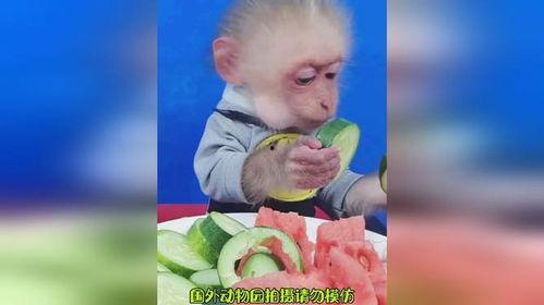 猴哥带你吃瓜,解锁美食新体验