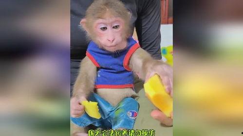 猴哥带你吃瓜,解锁美食新体验