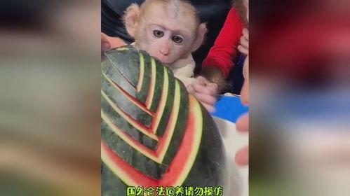 猴哥带你吃瓜,解锁美食新体验