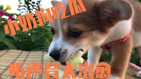 吃瓜群众吃瓜狗,揭秘网络时代的娱乐现象