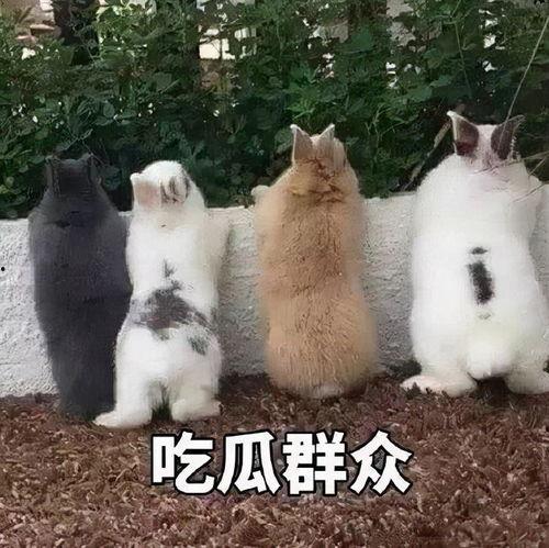 吃瓜听到别人吵架,一桩邻里纠纷引发的唇枪舌剑