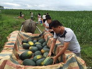 广西吃瓜协会,品味瓜果文化，共筑甜蜜生活