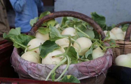 陕西夏县吃瓜视频