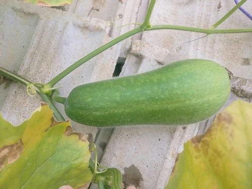 哲远吃瓜,揭秘娱乐圈背后的那些事儿  第2张