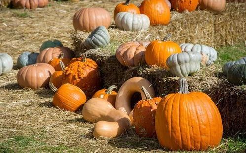 闾山吃瓜者,闾山吃瓜者的夏日奇遇记  第3张